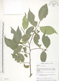 中文名:石朴(S034217)學名:Celtis formosana Hayata(S034217)英文名:Taiwan Hackberry