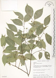 中文名:石朴(S034274)學名:Celtis formosana Hayata(S034274)英文名:Taiwan Hackberry