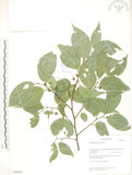 中文名:石朴(S050469)學名:Celtis formosana Hayata(S050469)英文名:Taiwan Hackberry