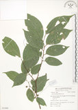 中文名:石朴(S053806)學名:Celtis formosana Hayata(S053806)英文名:Taiwan Hackberry