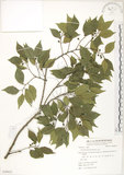 中文名:石朴(S058931)學名:Celtis formosana Hayata(S058931)英文名:Taiwan Hackberry