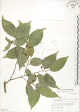 中文名:石朴(S063373)學名:Celtis formosana Hayata(S063373)英文名:Taiwan Hackberry