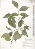 中文名:石朴(S064957)學名:Celtis formosana Hayata(S064957)英文名:Taiwan Hackberry