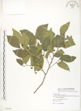 中文名:石朴(S078438)學名:Celtis formosana Hayata(S078438)英文名:Taiwan Hackberry