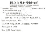 中文名:石朴(S085826)學名:Celtis formosana Hayata(S085826)英文名:Taiwan Hackberry