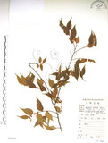 中文名:銳葉山黃麻(S078746)學名:Trema cannabina Lour.(S078746)