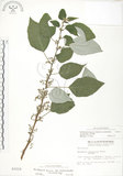 中文名:青苧麻(S003310)學名:Boehmeria nivea (L.) Gaudich. var. tenacissima (Gaudich.) Miq.(S003310)英文名:Shurbby False-nettle
