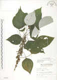中文名:青苧麻(S003860)學名:Boehmeria nivea (L.) Gaudich. var. tenacissima (Gaudich.) Miq.(S003860)英文名:Shurbby False-nettle