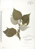 中文名:青苧麻(S005337)學名:Boehmeria nivea (L.) Gaudich. var. tenacissima (Gaudich.) Miq.(S005337)英文名:Shurbby False-nettle