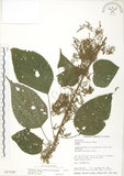 中文名:青苧麻(S017547)學名:Boehmeria nivea (L.) Gaudich. var. tenacissima (Gaudich.) Miq.(S017547)英文名:Shurbby False-nettle