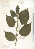 中文名:青苧麻(S019750)學名:Boehmeria nivea (L.) Gaudich. var. tenacissima (Gaudich.) Miq.(S019750)英文名:Shurbby False-nettle