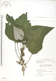 中文名:青苧麻(S031451)學名:Boehmeria nivea (L.) Gaudich. var. tenacissima (Gaudich.) Miq.(S031451)英文名:Shurbby False-nettle