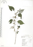 中文名:青苧麻(S034501)學名:Boehmeria nivea (L.) Gaudich. var. tenacissima (Gaudich.) Miq.(S034501)英文名:Shurbby False-nettle