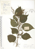 中文名:青苧麻(S037390)學名:Boehmeria nivea (L.) Gaudich. var. tenacissima (Gaudich.) Miq.(S037390)英文名:Shurbby False-nettle