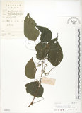 中文名:青苧麻(S044832)學名:Boehmeria nivea (L.) Gaudich. var. tenacissima (Gaudich.) Miq.(S044832)英文名:Shurbby False-nettle