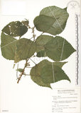中文名:青苧麻(S049821)學名:Boehmeria nivea (L.) Gaudich. var. tenacissima (Gaudich.) Miq.(S049821)英文名:Shurbby False-nettle