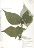 中文名:青苧麻(S049855)學名:Boehmeria nivea (L.) Gaudich. var. tenacissima (Gaudich.) Miq.(S049855)英文名:Shurbby False-nettle