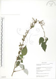 中文名:青苧麻(S050472)學名:Boehmeria nivea (L.) Gaudich. var. tenacissima (Gaudich.) Miq.(S050472)英文名:Shurbby False-nettle