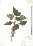 中文名:青苧麻(S050924)學名:Boehmeria nivea (L.) Gaudich. var. tenacissima (Gaudich.) Miq.(S050924)英文名:Shurbby False-nettle