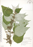 中文名:青苧麻(S053909)學名:Boehmeria nivea (L.) Gaudich. var. tenacissima (Gaudich.) Miq.(S053909)英文名:Shurbby False-nettle