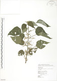 中文名:青苧麻(S062583)學名:Boehmeria nivea (L.) Gaudich. var. tenacissima (Gaudich.) Miq.(S062583)英文名:Shurbby False-nettle