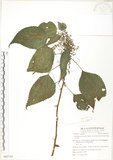 中文名:青苧麻(S062743)學名:Boehmeria nivea (L.) Gaudich. var. tenacissima (Gaudich.) Miq.(S062743)英文名:Shurbby False-nettle