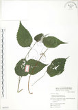 中文名:青苧麻(S063933)學名:Boehmeria nivea (L.) Gaudich. var. tenacissima (Gaudich.) Miq.(S063933)英文名:Shurbby False-nettle