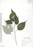 中文名:青苧麻(S064453)學名:Boehmeria nivea (L.) Gaudich. var. tenacissima (Gaudich.) Miq.(S064453)英文名:Shurbby False-nettle