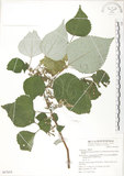 中文名:青苧麻(S067654)學名:Boehmeria nivea (L.) Gaudich. var. tenacissima (Gaudich.) Miq.(S067654)英文名:Shurbby False-nettle
