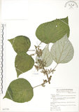 中文名:青苧麻(S067759)學名:Boehmeria nivea (L.) Gaudich. var. tenacissima (Gaudich.) Miq.(S067759)英文名:Shurbby False-nettle