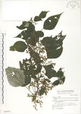 中文名:青苧麻(S069897)學名:Boehmeria nivea (L.) Gaudich. var. tenacissima (Gaudich.) Miq.(S069897)英文名:Shurbby False-nettle