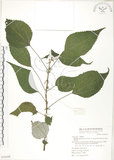 中文名:青苧麻(S070109)學名:Boehmeria nivea (L.) Gaudich. var. tenacissima (Gaudich.) Miq.(S070109)英文名:Shurbby False-nettle