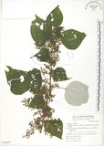 中文名:青苧麻(S070203)學名:Boehmeria nivea (L.) Gaudich. var. tenacissima (Gaudich.) Miq.(S070203)英文名:Shurbby False-nettle
