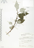 中文名:青苧麻(S070368)學名:Boehmeria nivea (L.) Gaudich. var. tenacissima (Gaudich.) Miq.(S070368)英文名:Shurbby False-nettle