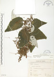 中文名:青苧麻(S070370)學名:Boehmeria nivea (L.) Gaudich. var. tenacissima (Gaudich.) Miq.(S070370)英文名:Shurbby False-nettle