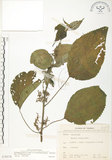 中文名:青苧麻(S070374)學名:Boehmeria nivea (L.) Gaudich. var. tenacissima (Gaudich.) Miq.(S070374)英文名:Shurbby False-nettle