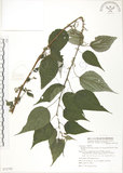 中文名:青苧麻(S072792)學名:Boehmeria nivea (L.) Gaudich. var. tenacissima (Gaudich.) Miq.(S072792)英文名:Shurbby False-nettle