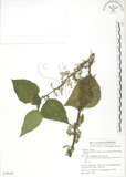中文名:青苧麻(S079636)學名:Boehmeria nivea (L.) Gaudich. var. tenacissima (Gaudich.) Miq.(S079636)英文名:Shurbby False-nettle