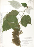 中文名:青苧麻(S082661)學名:Boehmeria nivea (L.) Gaudich. var. tenacissima (Gaudich.) Miq.(S082661)英文名:Shurbby False-nettle
