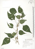 中文名:青苧麻(S084236)學名:Boehmeria nivea (L.) Gaudich. var. tenacissima (Gaudich.) Miq.(S084236)英文名:Shurbby False-nettle