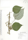中文名:青苧麻(S086192)學名:Boehmeria nivea (L.) Gaudich. var. tenacissima (Gaudich.) Miq.(S086192)英文名:Shurbby False-nettle