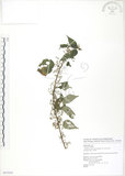 中文名:青苧麻(S087439)學名:Boehmeria nivea (L.) Gaudich. var. tenacissima (Gaudich.) Miq.(S087439)英文名:Shurbby False-nettle