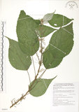 中文名:青苧麻(S088601)學名:Boehmeria nivea (L.) Gaudich. var. tenacissima (Gaudich.) Miq.(S088601)英文名:Shurbby False-nettle