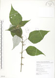 中文名:青苧麻(S089160)學名:Boehmeria nivea (L.) Gaudich. var. tenacissima (Gaudich.) Miq.(S089160)英文名:Shurbby False-nettle