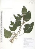 中文名:青苧麻(S089171)學名:Boehmeria nivea (L.) Gaudich. var. tenacissima (Gaudich.) Miq.(S089171)英文名:Shurbby False-nettle
