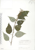中文名:青苧麻(S089891)學名:Boehmeria nivea (L.) Gaudich. var. tenacissima (Gaudich.) Miq.(S089891)英文名:Shurbby False-nettle