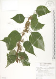 中文名:青苧麻(S092264)學名:Boehmeria nivea (L.) Gaudich. var. tenacissima (Gaudich.) Miq.(S092264)英文名:Shurbby False-nettle