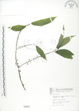 中文名:水麻(S000963)學名:Debregeasia edulis (Sieb. & Zucc.) Wedd.(S000963)英文名:Edible Debregeasia