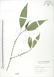 中文名:水麻(S000966)學名:Debregeasia edulis (Sieb. & Zucc.) Wedd.(S000966)英文名:Edible Debregeasia
