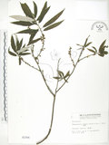 中文名:水麻(S002306)學名:Debregeasia edulis (Sieb. & Zucc.) Wedd.(S002306)英文名:Edible Debregeasia